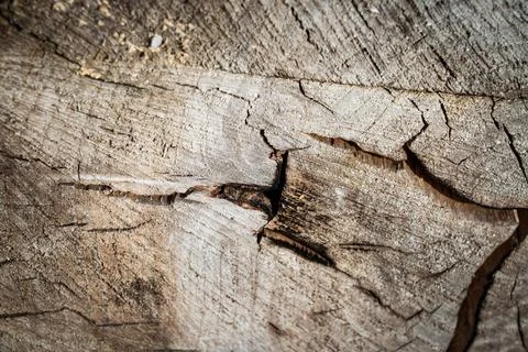 Tree bark abstract texture background pattern multi use abstract image Stock Photos