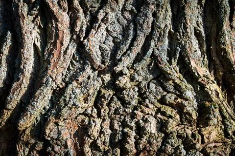 Tree bark abstract texture background pattern multi use abstract image Stock Photos
