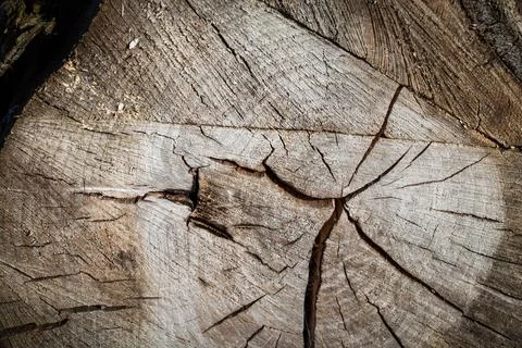 Tree bark abstract texture background pattern multi use abstract image Stock Photos