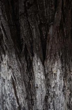 Tree bark, acacia, bark texture Stock Photos