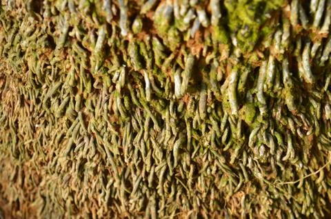 Tree Bark Adds Color, Texture &amp; Pattern to the Garden. Each species has its o Stock Photos