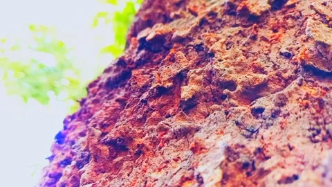Tree bark that is almost dead Stock Footage 173010116