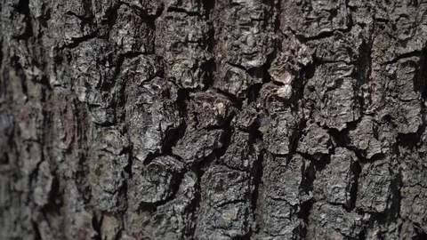 Tree bark along the trunk Vídeo Stock 74393779