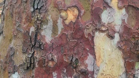 The tree bark of American Sycamore tree Stock-Footage 263187965