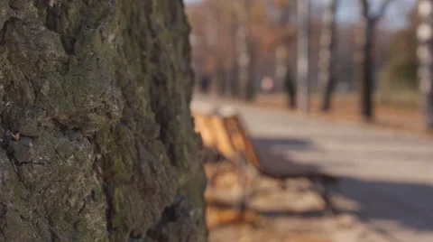 A tree bark and bench Stock Footage 45576768