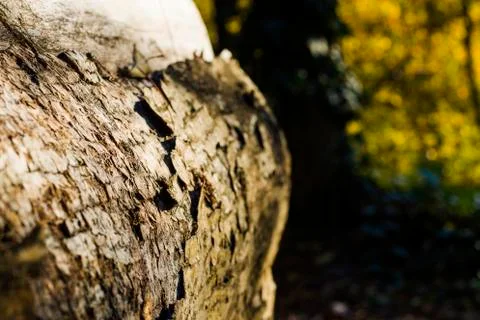 Tree bark and body background, close-up and macro, wooden material, beautiful Stock-Fotos