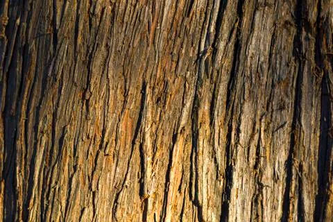 Tree bark and body background, close-up and macro, wooden material, beautiful Foto stock