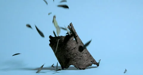 Tree bark and dry olive leaves falling in blue background Stock Footage 197338880