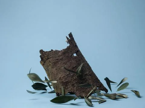 Tree bark and dry olive leaves in blue background Stock Photos