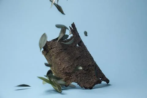 Tree bark and dry olive leaves in blue background Stock Photos