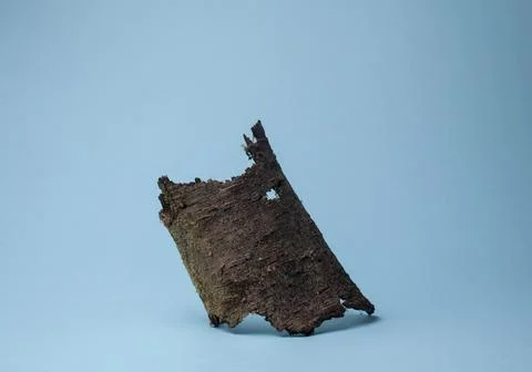 Tree bark and dry olive leaves in blue background Stock Photos