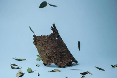 Tree bark and dry olive leaves in blue background Stock Photos