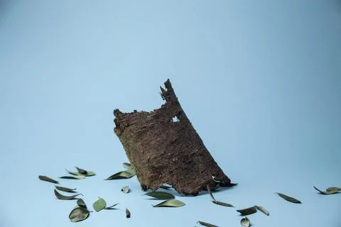 Tree bark and dry olive leaves in blue background Stock Photos