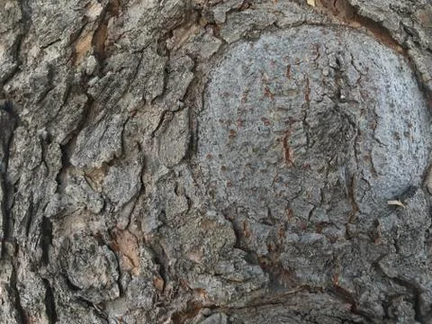 Tree Bark and Knot Closeup Stock Photos