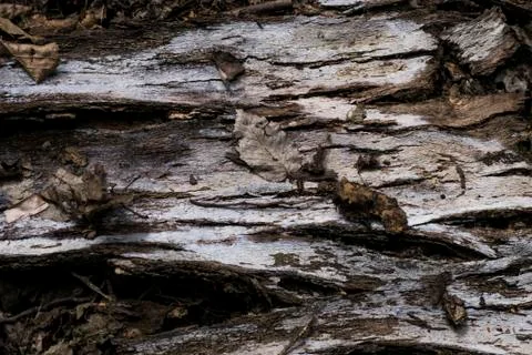 Tree bark and leaf old Stock Photos