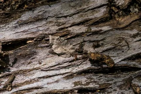 Tree bark and leaf Stock Photos