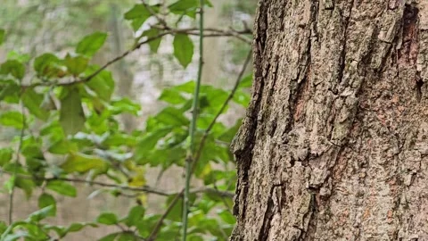 Tree Bark and Leaves Light Breeze B Roll Cut Scene 60fps 15sec Stock Footage 306266325