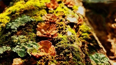 Tree Bark and Lichen Macro Details 4K Stock Footage 94722967