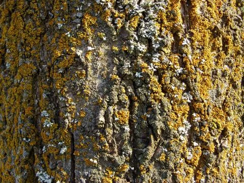 Tree bark and moss Stock Photos