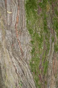 Tree Bark and Moss Stock Photos