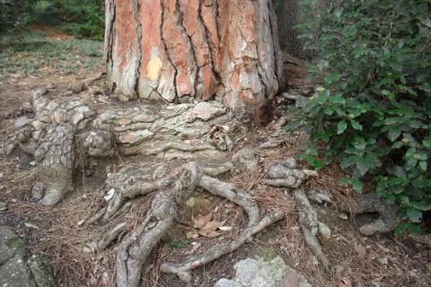 Tree bark and roots Photos