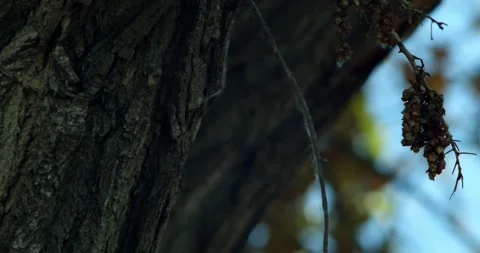 Tree Bark and Seed Cluster Stock Footage 292725634