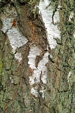 Tree, bark and texture with moss growth, algae or sustainable environment f.. Stock Photos