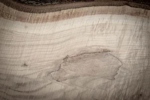Tree bark and a tree in a slice is very close, background Stock Photos