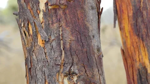 Tree bark and tree trunks Stock Footage 345536420