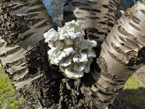 Tree bark and white tinder fungus in focus 写真素材