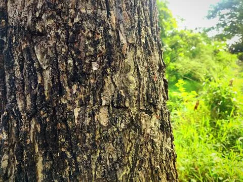 Tree bark angle Stock Photos