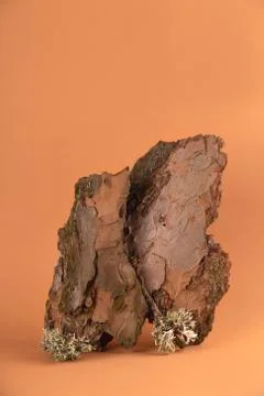 Tree bark as an art object on paper neutral background Stock Photos