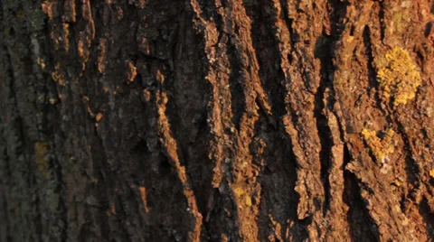 Tree Bark in Autumn 2 (Slow Pan) Stock Footage 31900908