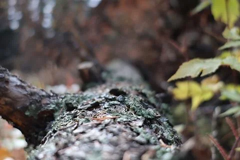 Tree bark in Autumn Foto stock