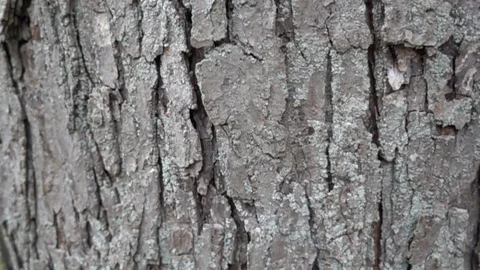Tree Bark In Autumn Slow Motion Pan Stock Footage 89256273