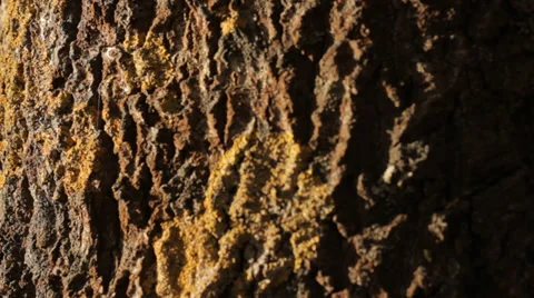 Tree Bark in Autumn (Slow Pan) Stock Footage 31900470