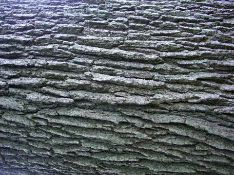 Tree Bark Bacjgroung Stock Photos