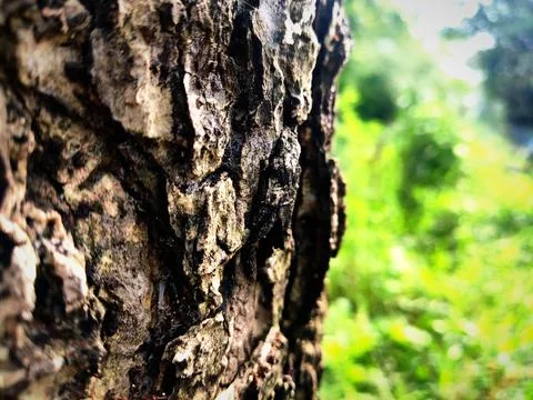 Tree bark background 1 Stock Photos