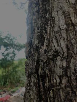 Tree bark background 10 Stock Photos