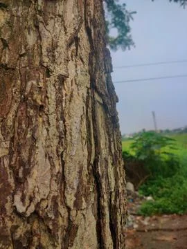 Tree bark background 11 Stock Photos