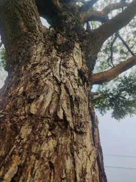 Tree bark background 12 Stock Photos