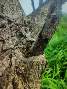 Tree bark background 13 Stock Photos