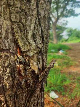 Tree bark background 13 Stock Photos