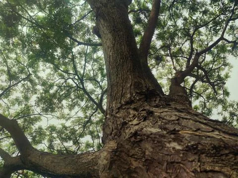 Tree bark background 15 Stock Photos