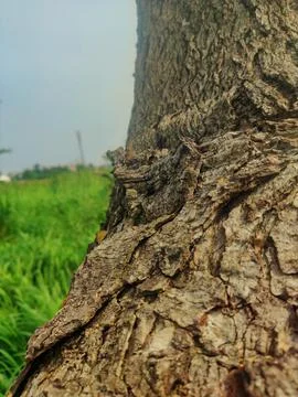 Tree bark background 16 Stock Photos