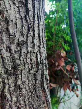 Tree bark background 17 Stock Photos