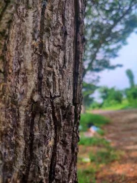 Tree bark background 18 Stock Photos