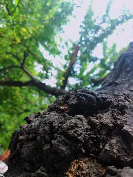 Tree bark background 19 Stock Photos