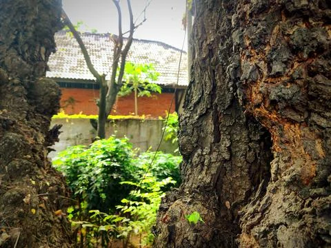 Tree bark background 2 Stock Photos