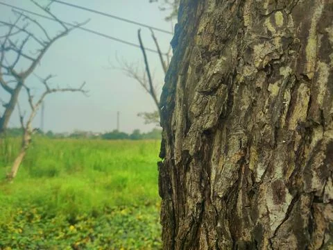 Tree bark background 20 Stock Photos